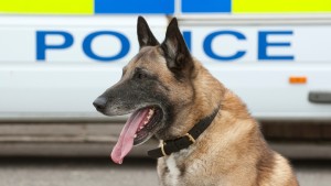 Weskus kort honde om as polisiehonde opgelei te word