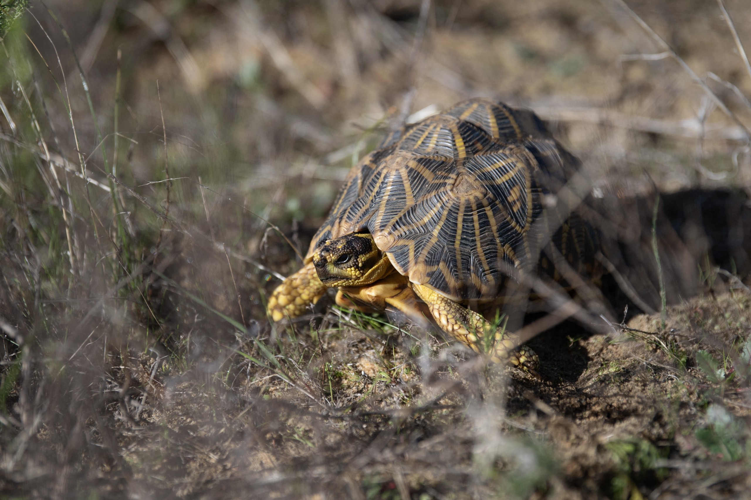 Trained dogs are being used in South Africa to help locate and then track a critically endangered species of tortoise. PHOTO: AFP