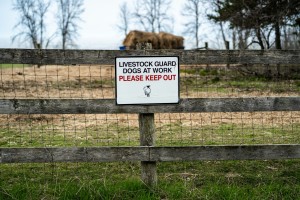 Weskus-boere loop deur onder veediefstal
