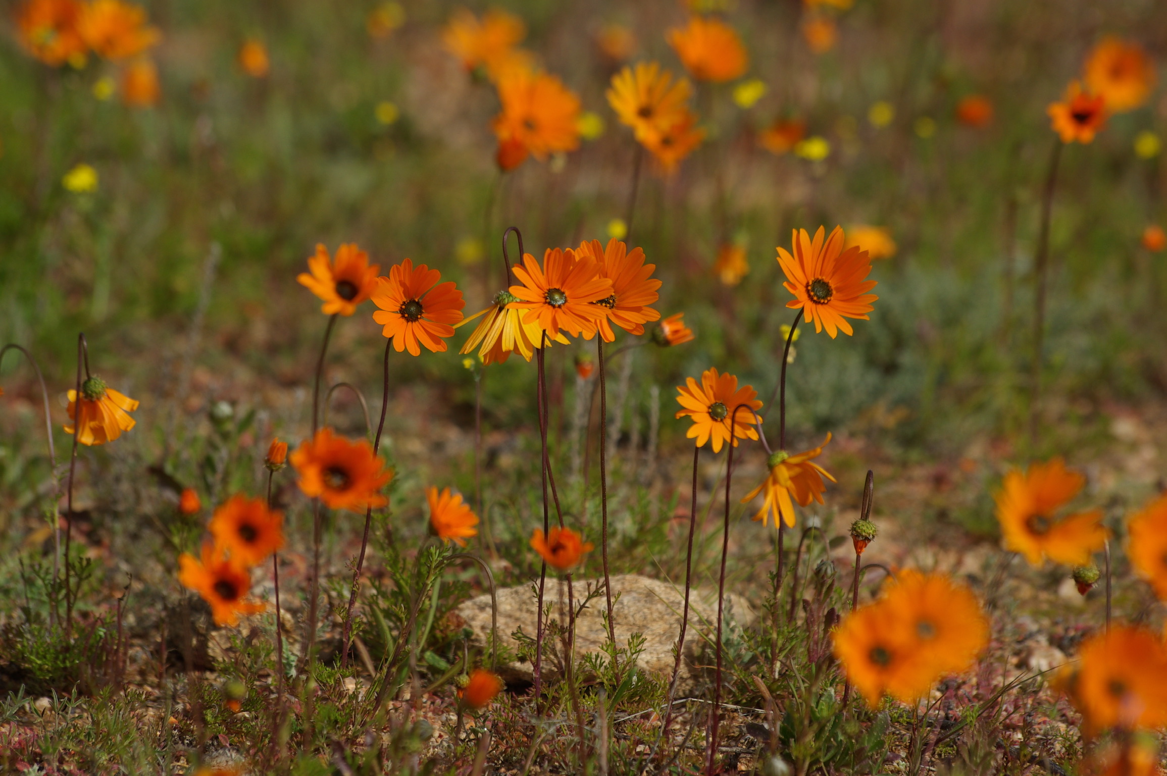 Namakwa- Nasionale Park: Geen grense aan egte en onopgesmukte mooi nie