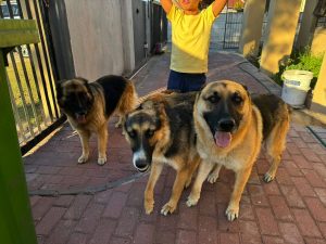 Hek dalk vir honde “oopgemaak”