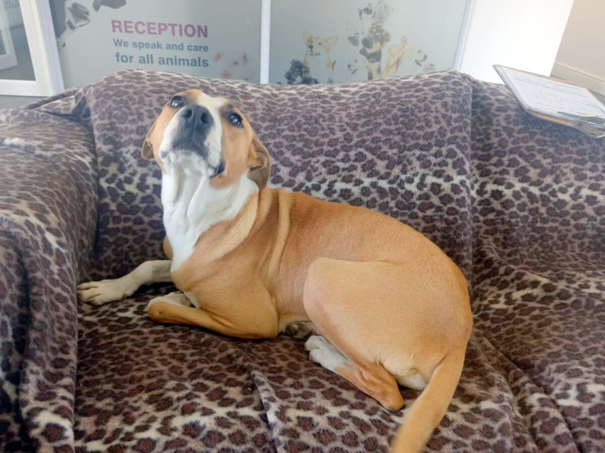 Skuldige van Darling soek nadat hy hond wreed verkrag