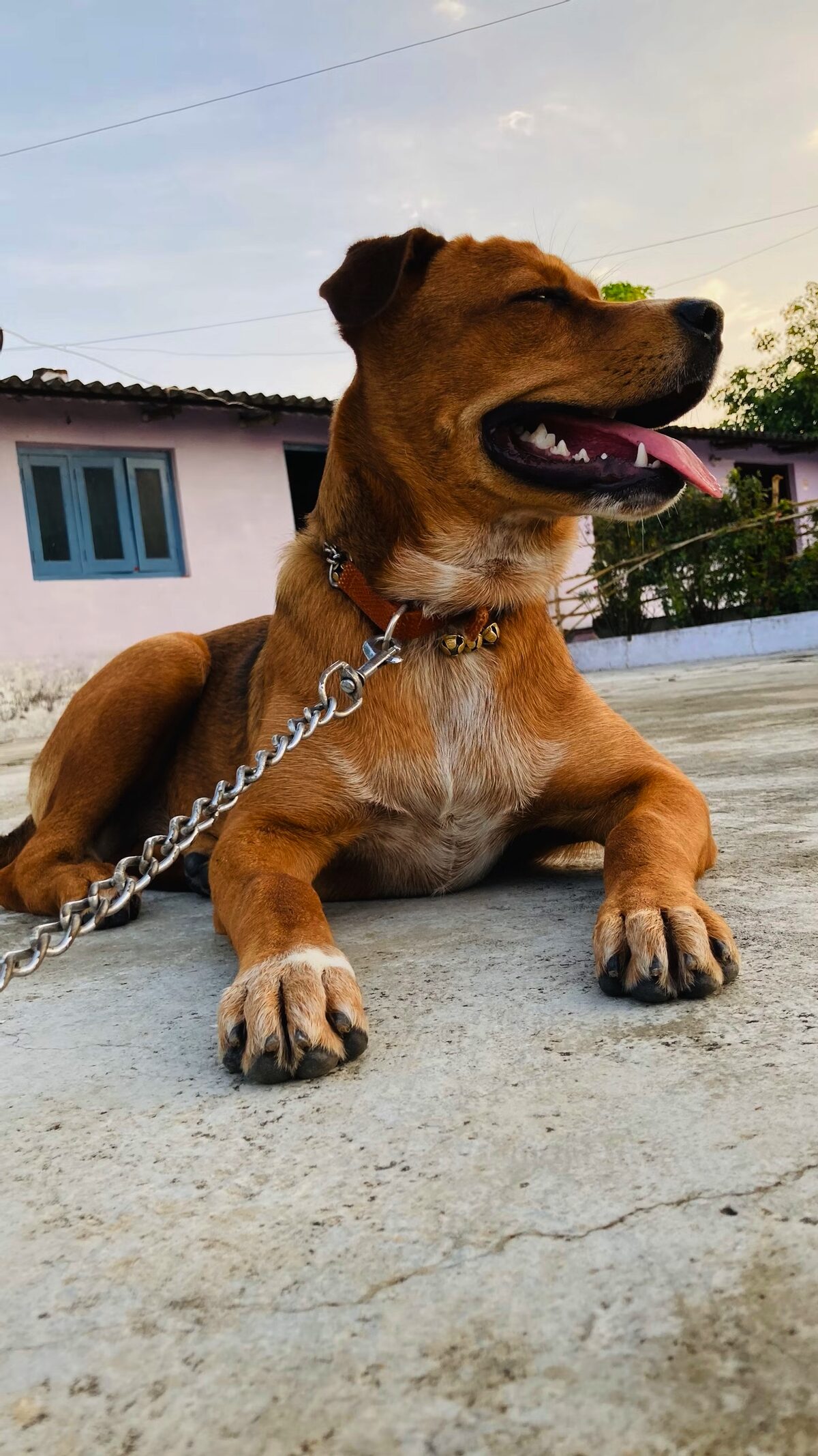 Diere moenie aan kettings wees