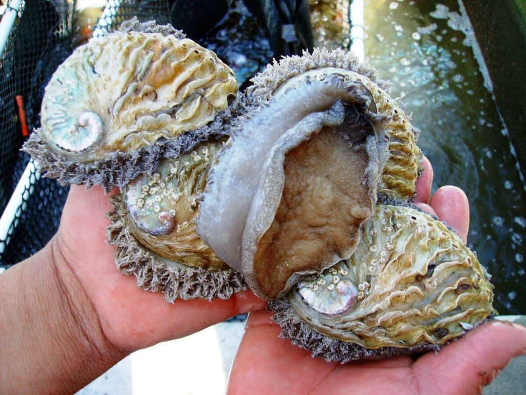 Van die perlemoen wat by die aanleg verbou is. Foto: Jacobsbaai Sea Products