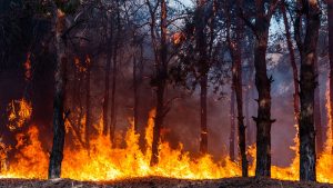 Elke gemeenskap verantwoordelik vir brandbestryding