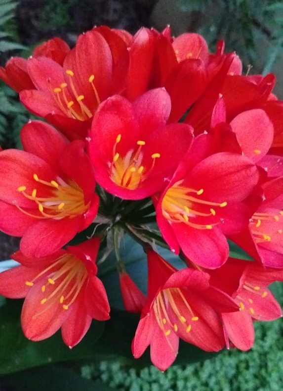 Clivias uit Elsabe Kruger se tuin. Foto: Letitia Van Zyl-Schultz