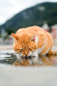 Oormatige hitte dodelik vir katte