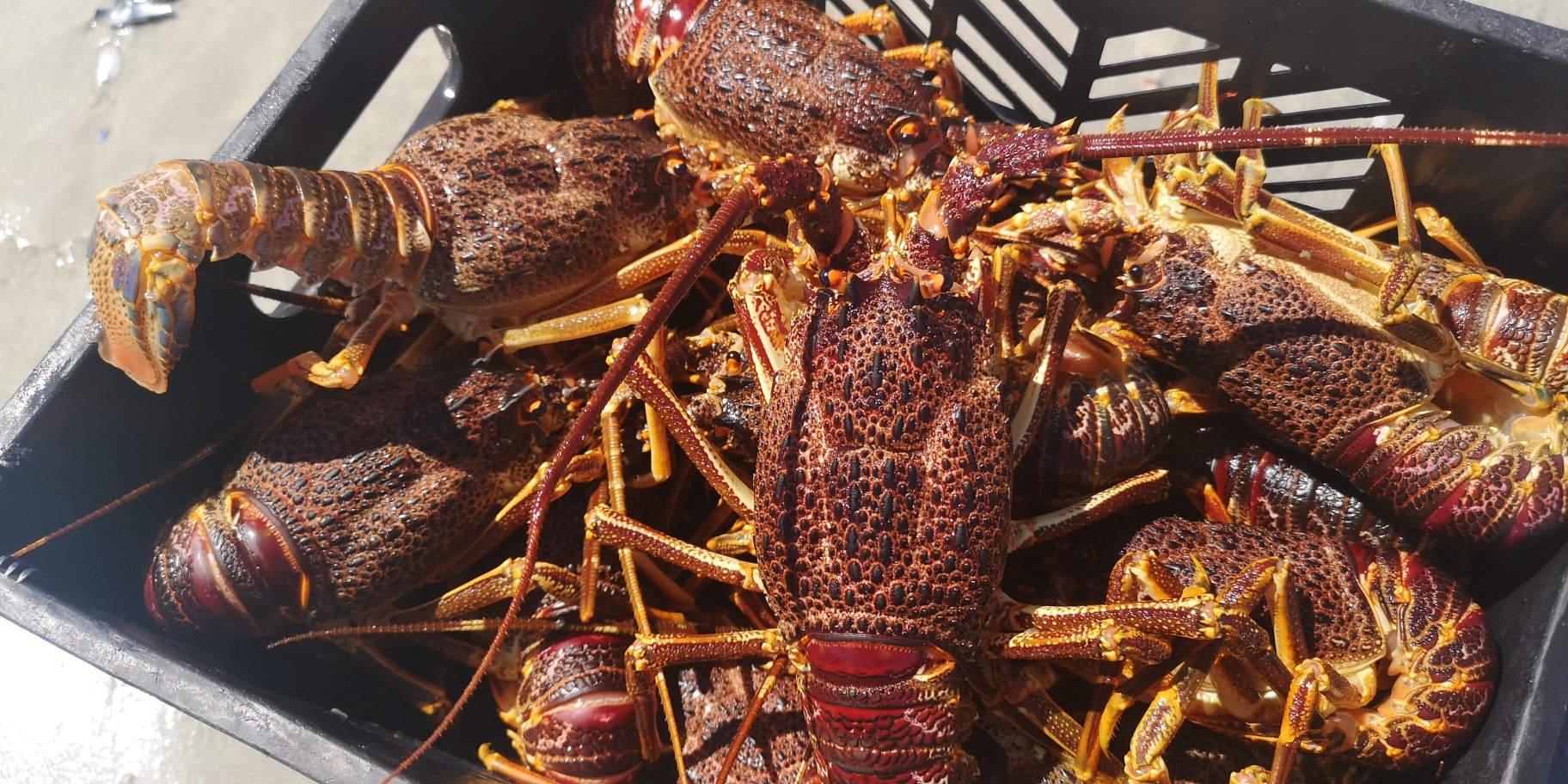 Kreefkwotas bly omstrede kwessie vir kleinskaalse vissers