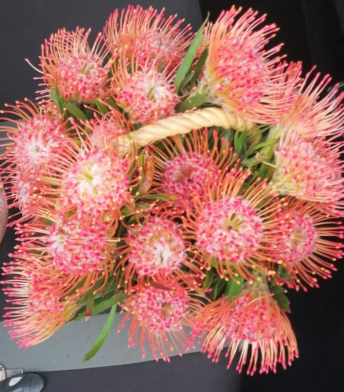 Speldekussing ruiker uit Erna se 'Blessing Bos'. Foto: Letitia Van Zyl-Schultz