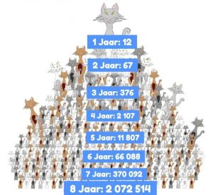 Steriliseer jou troeteldier en wys só liefde en omgee