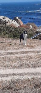Honde in reservaat ontstel kampeerders