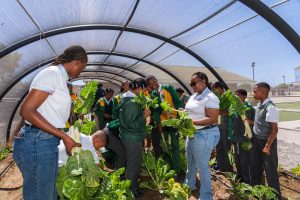 Growing food gardens