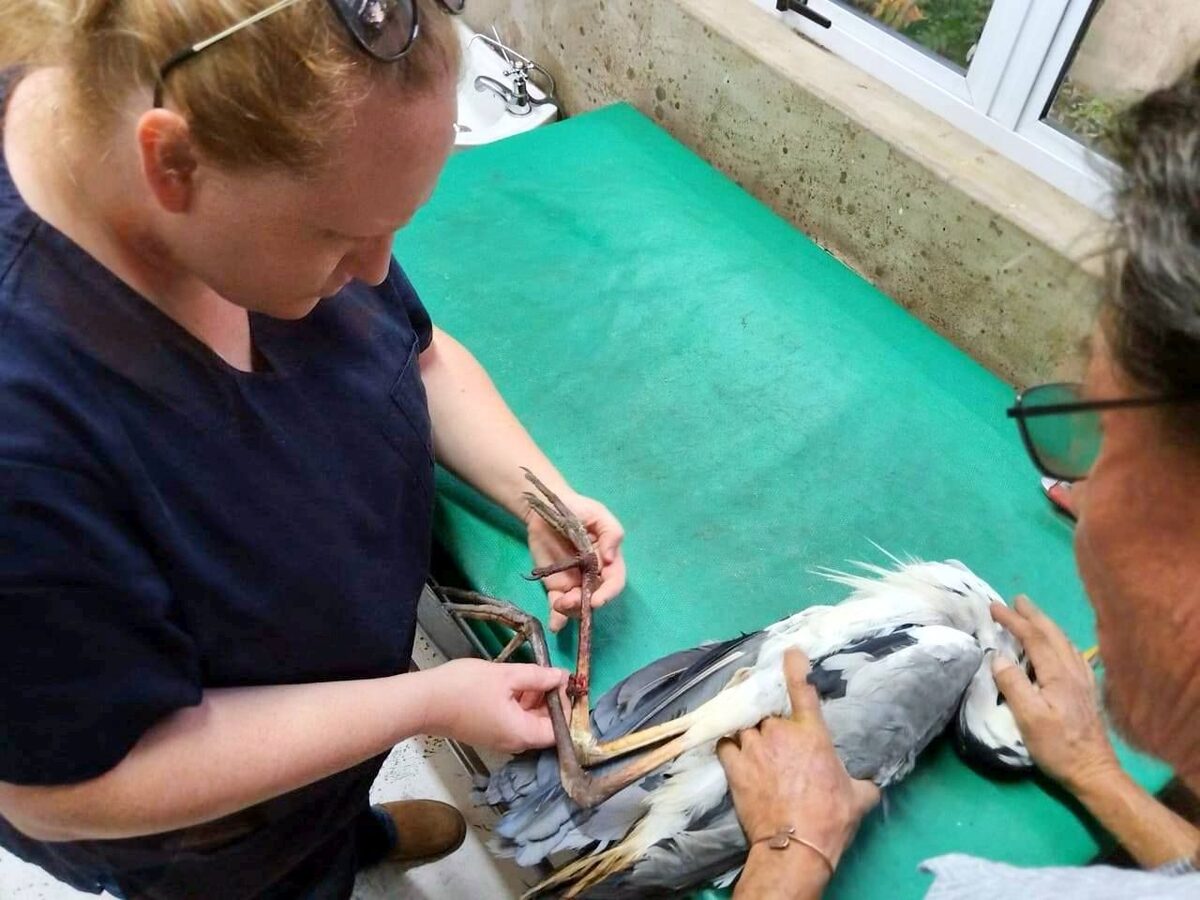 Verstrengelde bloureier gou gered