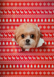 MENING | Troeteldiere nié regte geskenk