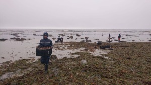 Elandsbaai loop deur onder rooigety – wees gewaarsku om nie kreef te oes nie