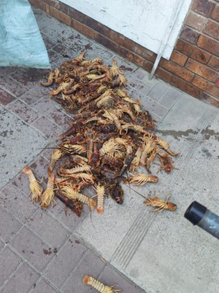 Self net 'n gedeelte van 'n kreef kan iemand skuldig aan 'n oortreding maak. Foto: SAPD