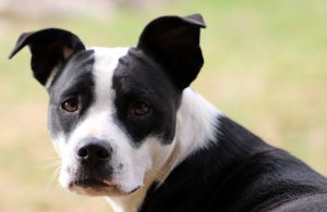 DIEREWELSYN | Huisdiere: dink mooi voor jy koop of aanneem