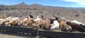 Help boere kop bo stof hou