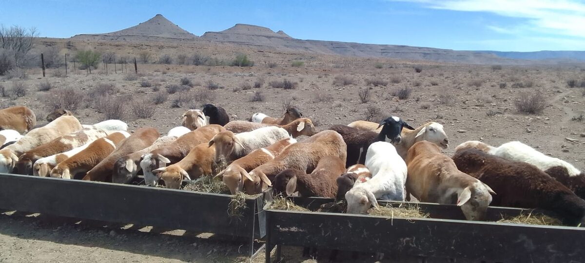 Help boere kop bo stof hou