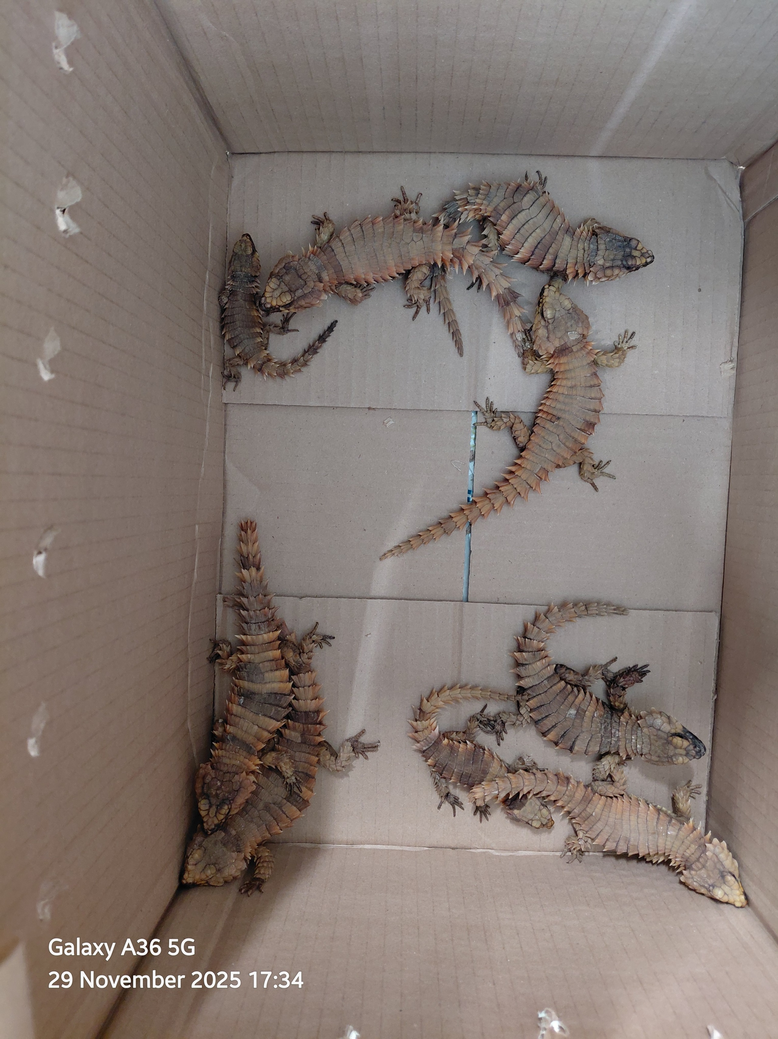 R500 000-boete vir Spanjaard wat reptiele onwettig besit