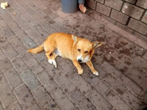 Beseerde hondjie ontstel menige