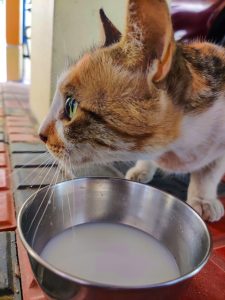 Wat jou hond of kat nié mag eet nie