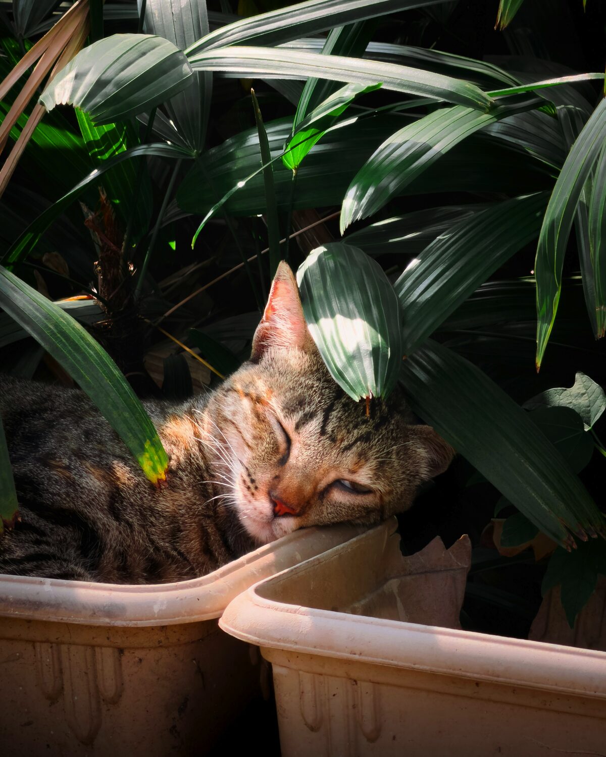 Maak tuin veilig vir diere