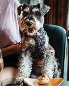 Mag hond saam eet?
