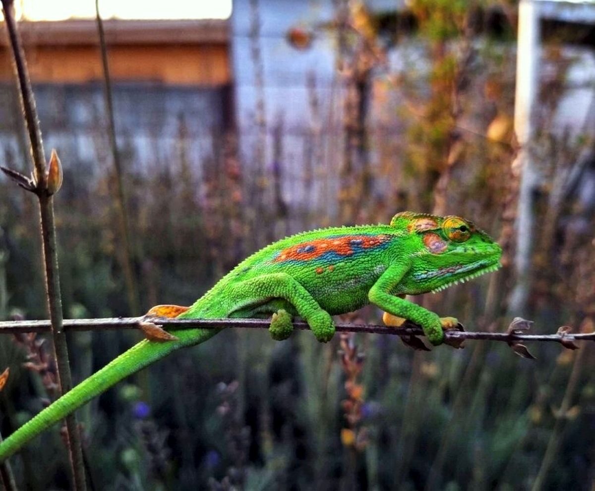 Cape dwarf chameleon calls Langebaan home