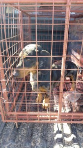 Buffel die worshond weer veilig tuis