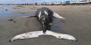 ‘Bly liefs weg van walvis’