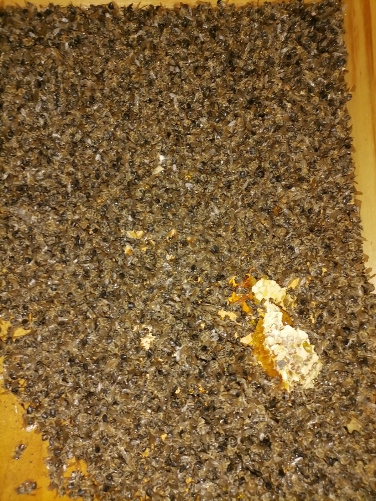 Bewaar bye met habitat in tuin
