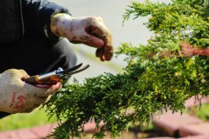 Maak komende winter tuin vir CapeNature-kompetisie