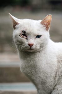 Who to contact if an animal is in need