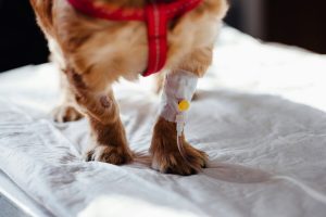 Hanteer beseerde hond só