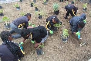 Shrub planting at Diazville Clinic