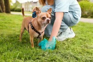 Pick poop up: it’s respectful