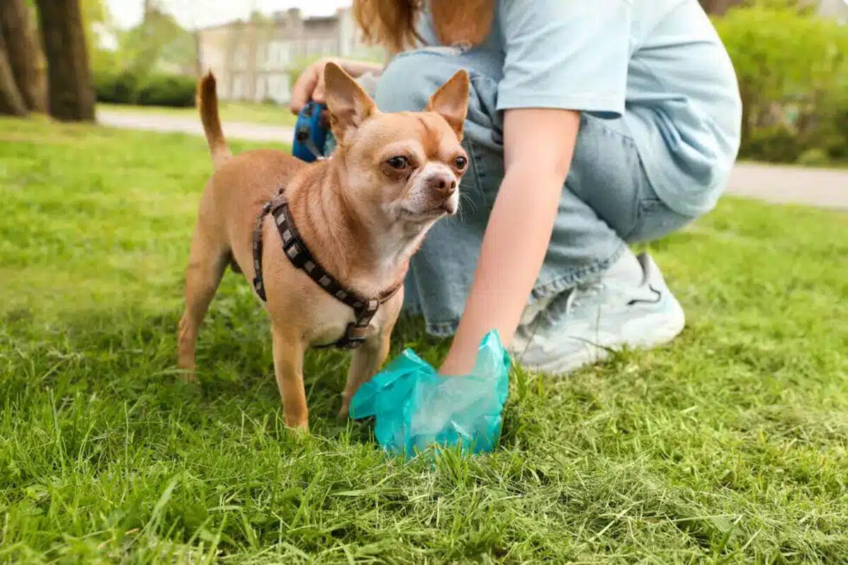 Pick poop up: it’s respectful