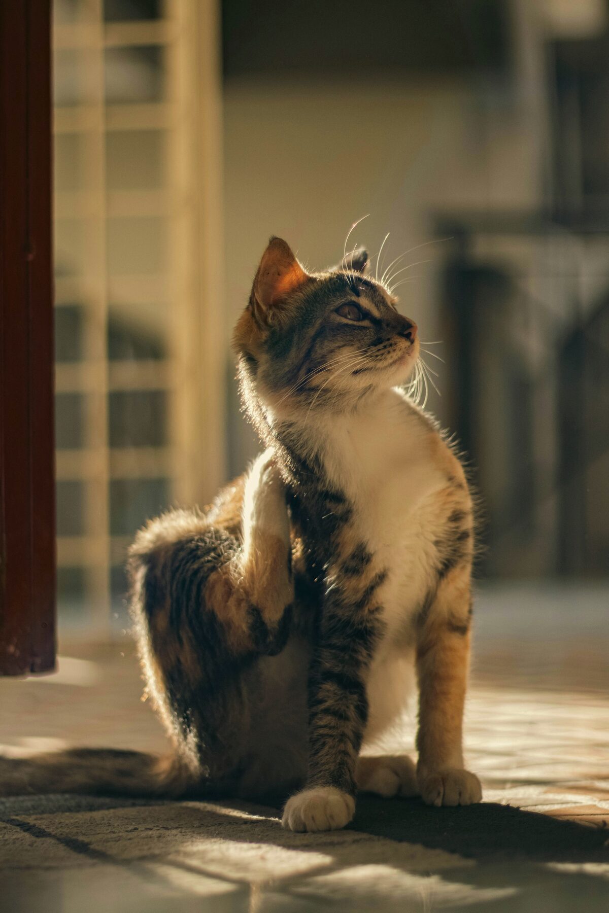 Reën en modder: beskerm diere só