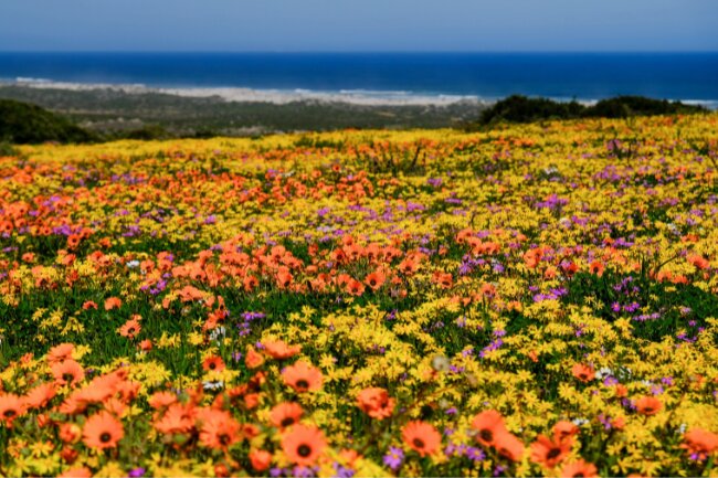 Flowers will be in full bloom soon in the West Coast.