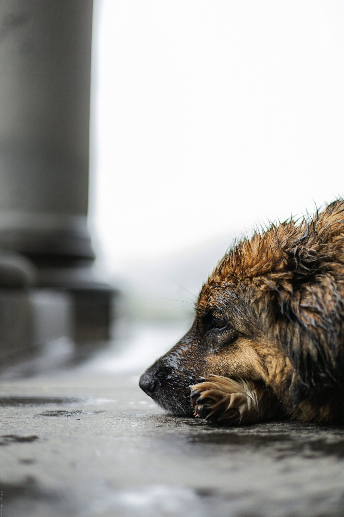'n Verwaarloosde hond