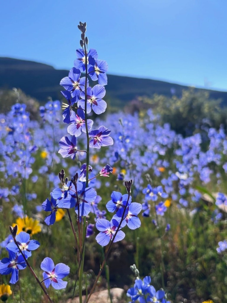 Beautiful scenes of fields filled with flowers can be seen in the Clanwilliam area. Photo: Heinrich Robertson