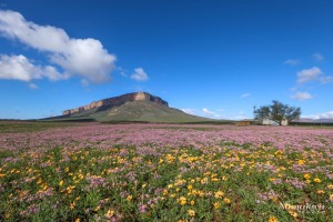 2026 Weskus flower season blooms early, boosting tourism prospects