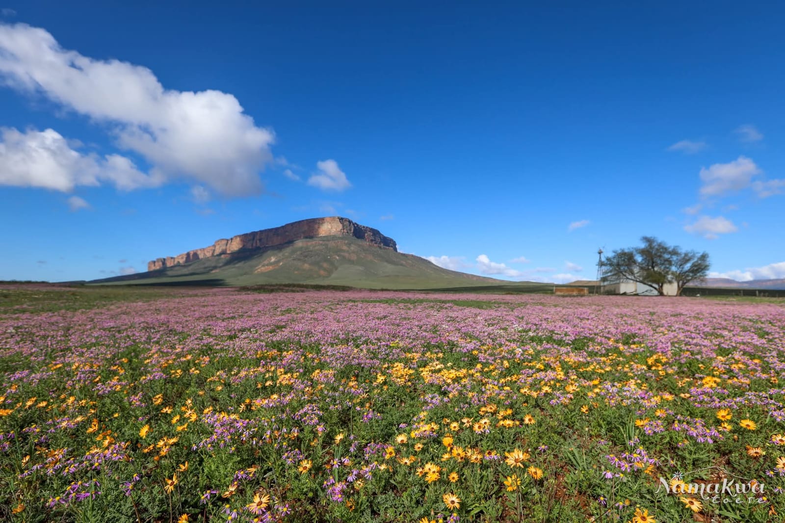 Flowers bloom in the Maskam area in Namaqualand. Photo Heinrich Robertson