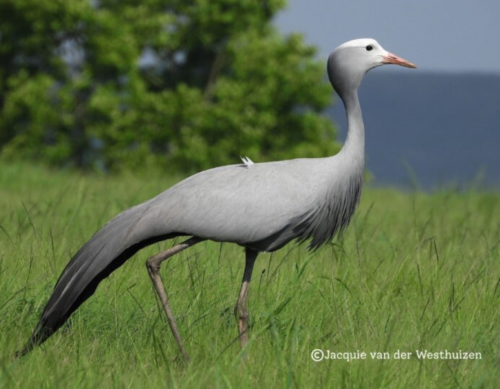 Public urged to help count crane species in first nationwide census since 2006