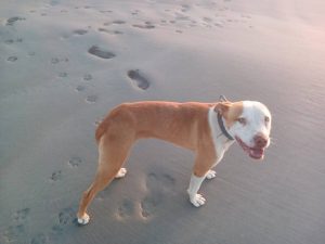 Eienaar se hart breek oor ‘ meer as ‘n hond’