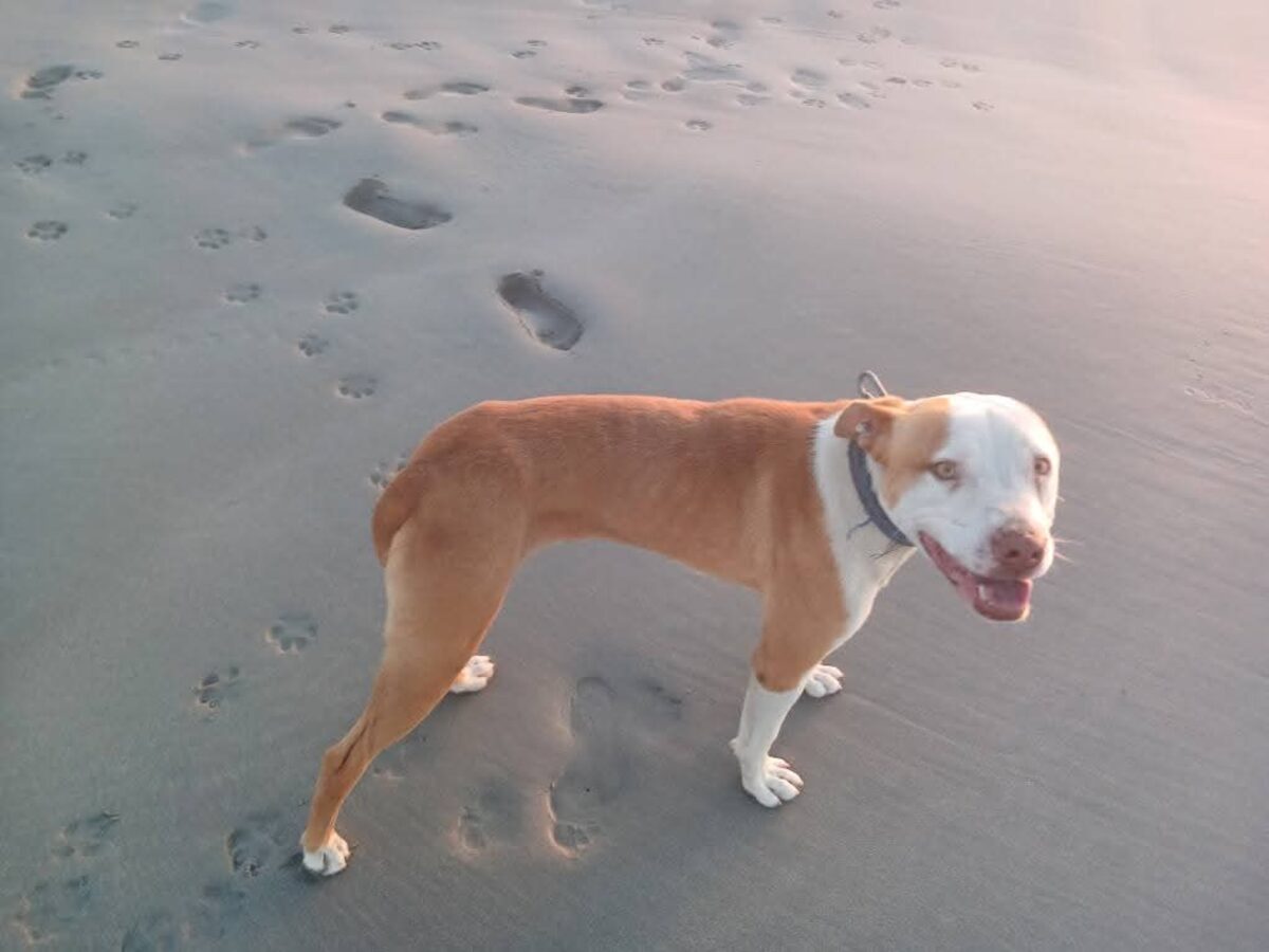 Eienaar se hart breek oor ‘ meer as ‘n hond’