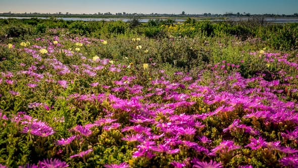 Flowers meet the river bank.