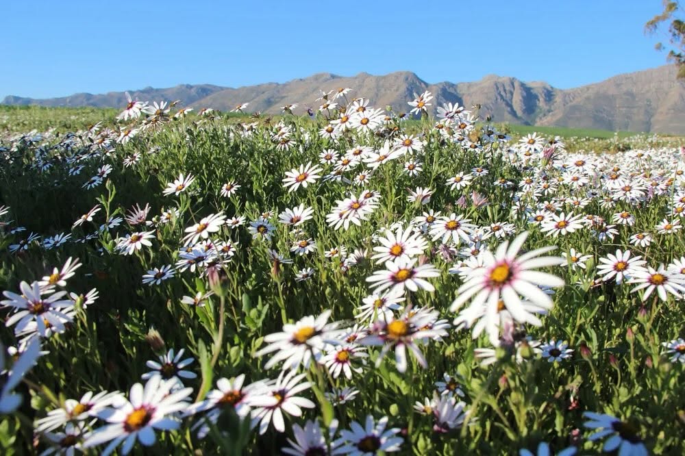 Flowers are blooming within the Bergrivier.
