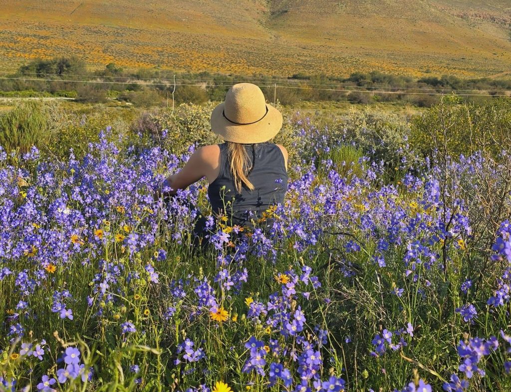 Clanwilliam se Veldblomskou gaan nie vanjaar 'n realiteit word nie.
